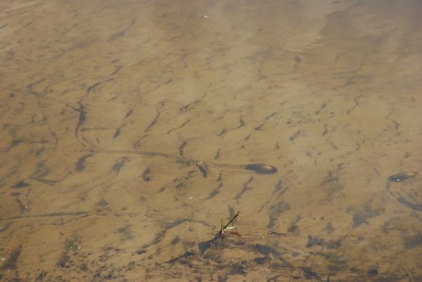 Małe riplemarki i ślady pełzania małży nad dnie rzeki, small current ripples and traces of creeping, Warta River, Dębina, 2010, K. Skolasińska