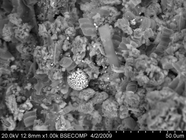 02_06 Jezioro Skrzynka agregaty kalcytu okrzemki piryt framboidalny Lake Skrzynka calcite aggregates diatoms framboidal pyrite K. Apolinarska