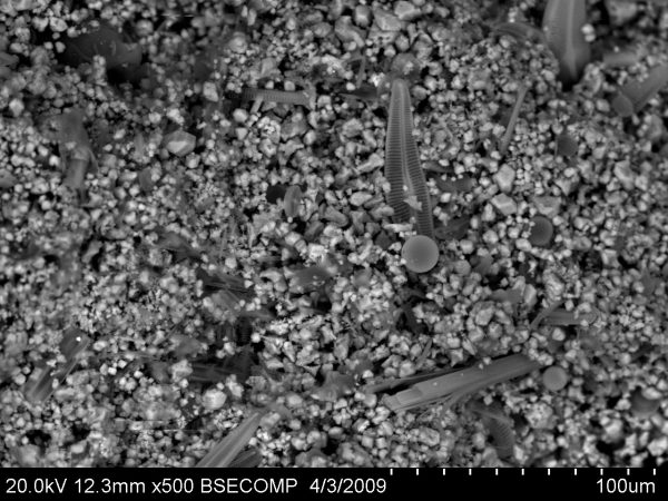 02_07 Jezioro Skrzynka muł węglanowy kryształy kalcytu okrzemki Lake Skrzynka carbonate mud calcite crystals diatoms K. Apolinarska